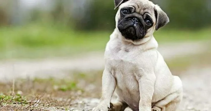 Hey Pandas, Tell Us The Worst Thing Your Pet Has Ever Done And Post A Pic (Closed)