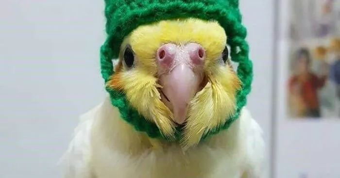 Hey Pandas, Post The Cutest Photo Of Your Bird (Closed)