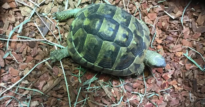 Hey Pandas, Share A Newly Adopted Pet (Closed)