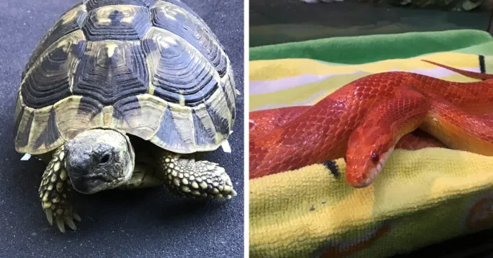 Hey Pandas, Post A Photo Of Your Pet Reptile (Closed)