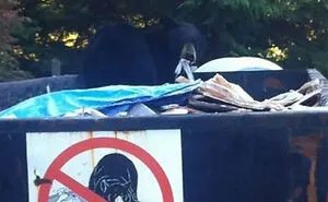50 First-World Anarchists Who Couldn't Care Less About Your Rules (New Pics)
