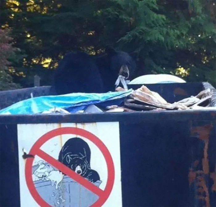 This Bear Gets It