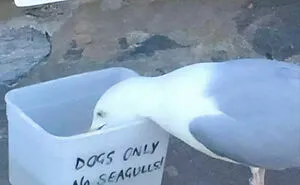 50 First-World Anarchists Who Couldn't Care Less About Your Rules (New Pics)