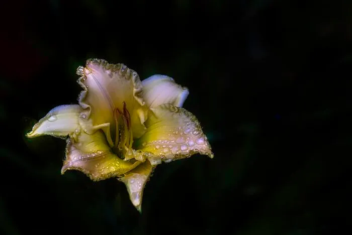 Early Morning Dew