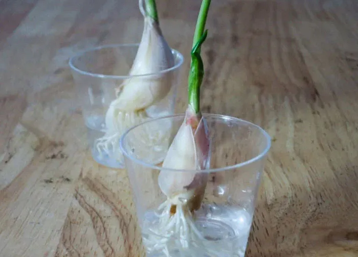 Garlic