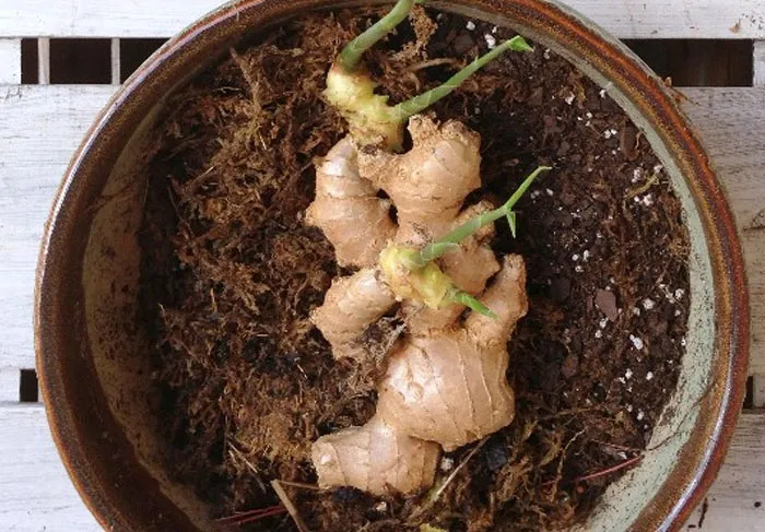 Ginger