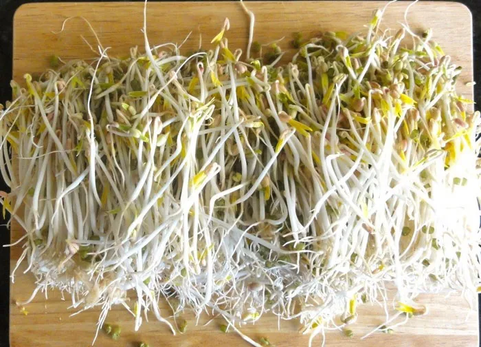 Brotes de soja