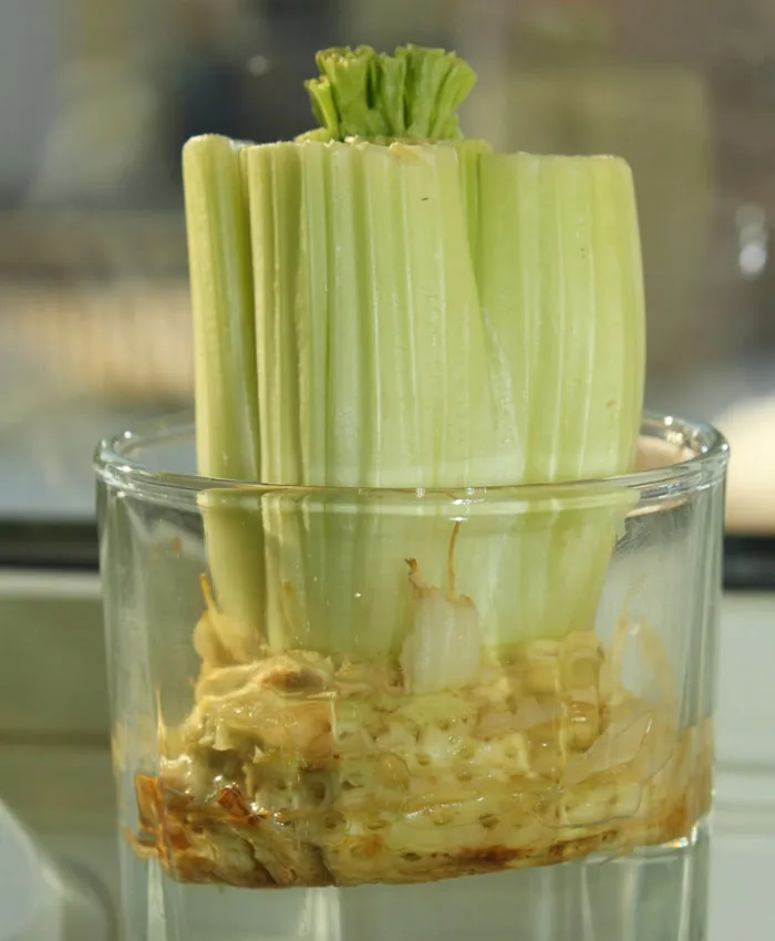 Celery