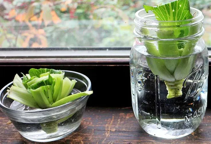 Bok Choy