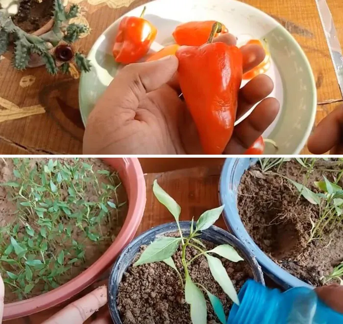 Peppers