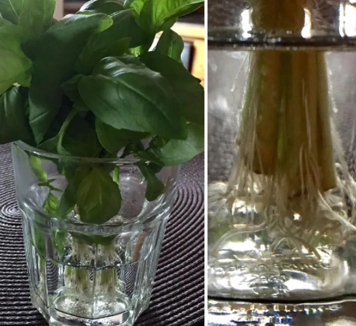  Basil And Cilantro