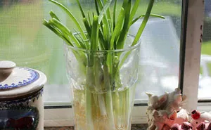 26 Foods You Can Regrow Instead Of Wasting