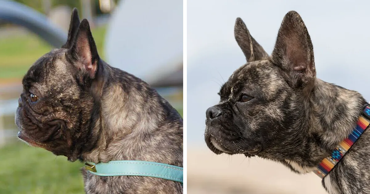 La crianza de perros está rediseñando la cara del Bulldog Francés para mejorar su salud