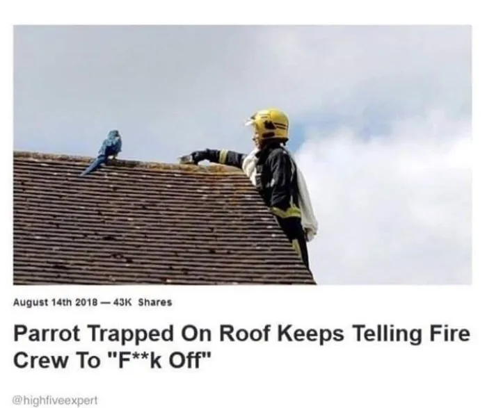 50 Of The Best Bird Memes Posted Online