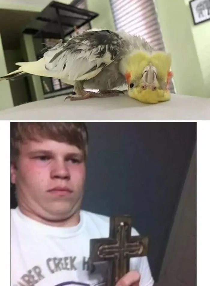 25 De los mejores memes de pájaros publicados en Internet