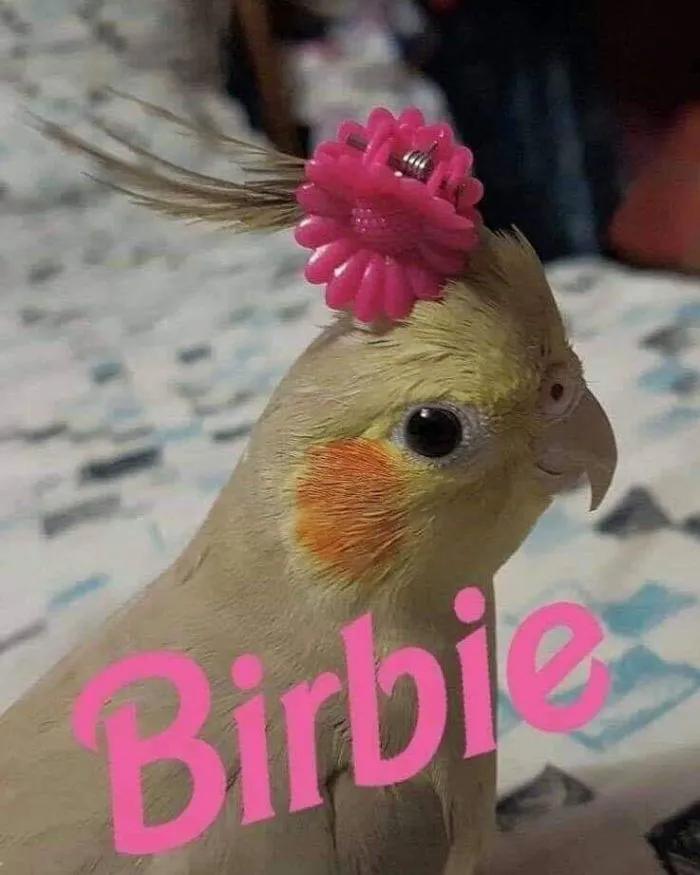 50 Of The Best Bird Memes Posted Online