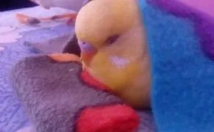50 Of The Best Bird Memes Posted Online
