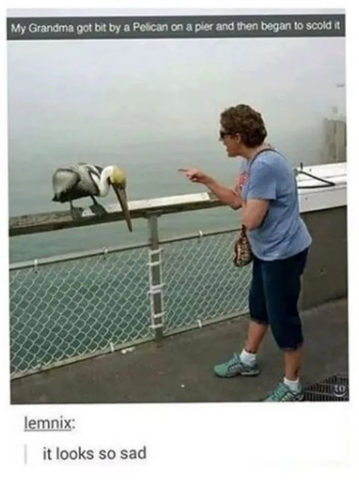 50 Of The Best Bird Memes Posted Online