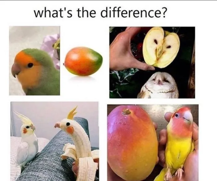 Funny-Bird-Jokes