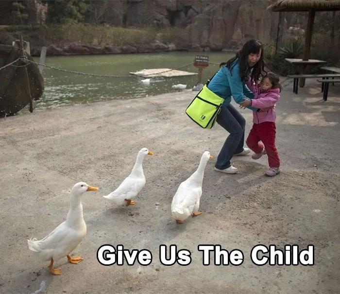 50 Of The Best Bird Memes Posted Online