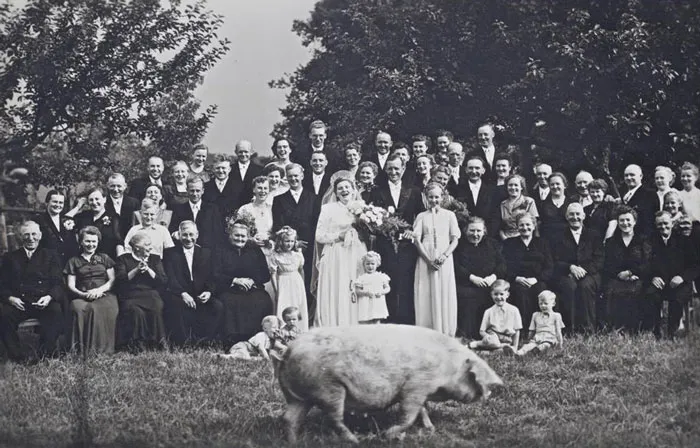 A Pig Ran Through Grandmas Wedding Photo - 1927