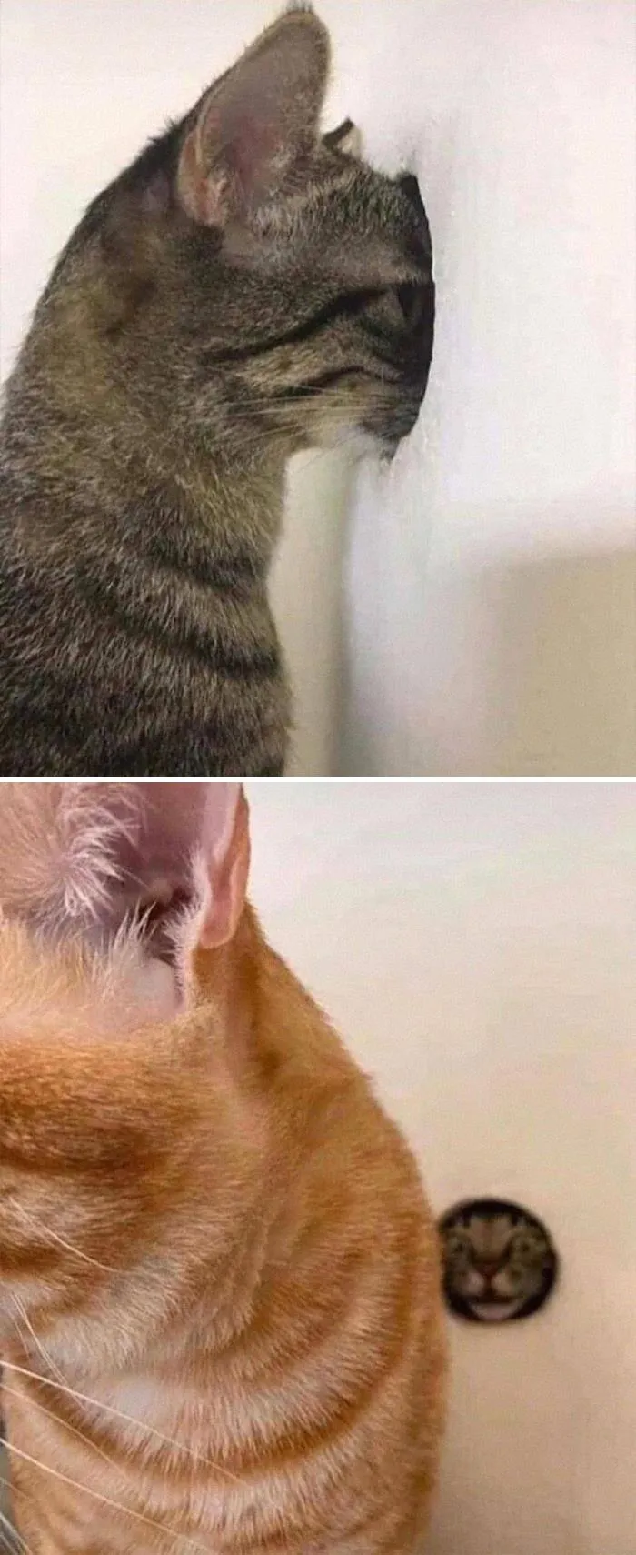 “Gato.exe ha dejado de funcionar”: esta cuenta de Instagram recopila divertidas imágenes de gatos rotos