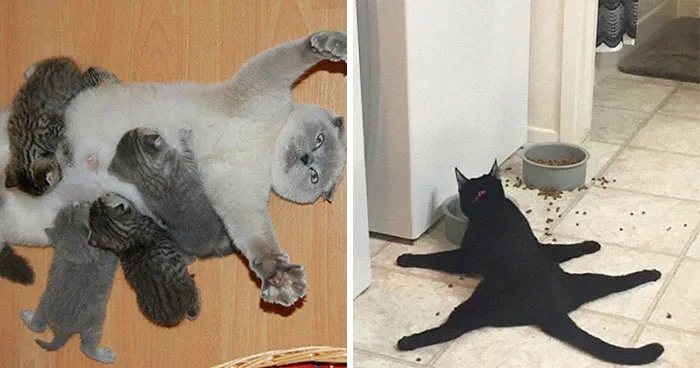 'Cat.Exe Has Stopped Working': This IG Account Collects Hilarious Images Of Broken Cats (50 Pics)