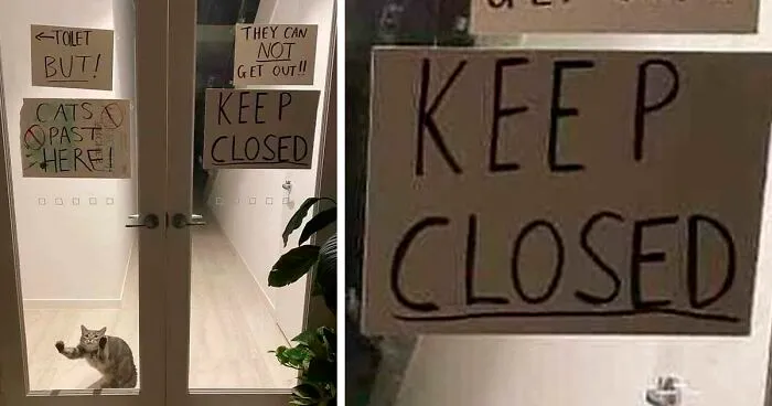 50 Hands-Down Funniest Pics Of Cats From The ‘Cat Virus.Exe’ Instagram Page