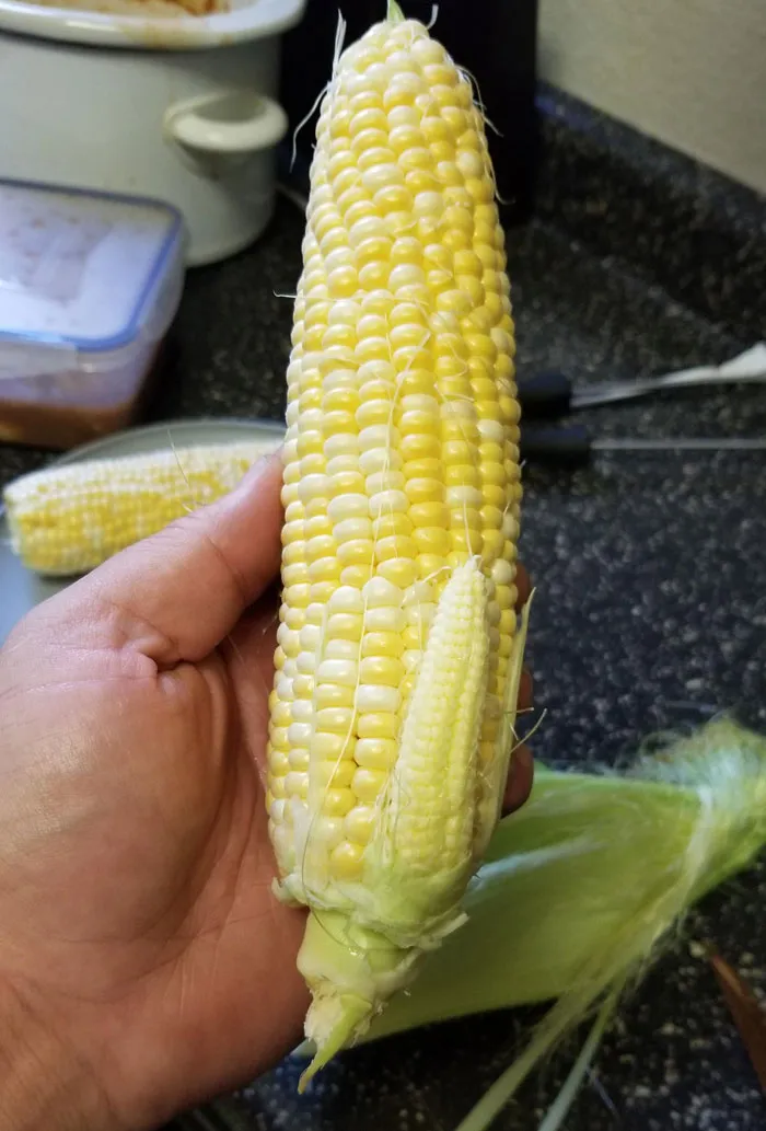 My Corn Sprouted A Baby Corn Inside The Husk