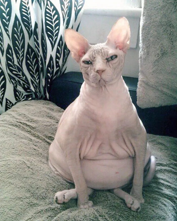 I Texted My 36 Week Pregnant Wife To Ask How She Was Feeling, This Was The Photo I Got In Response