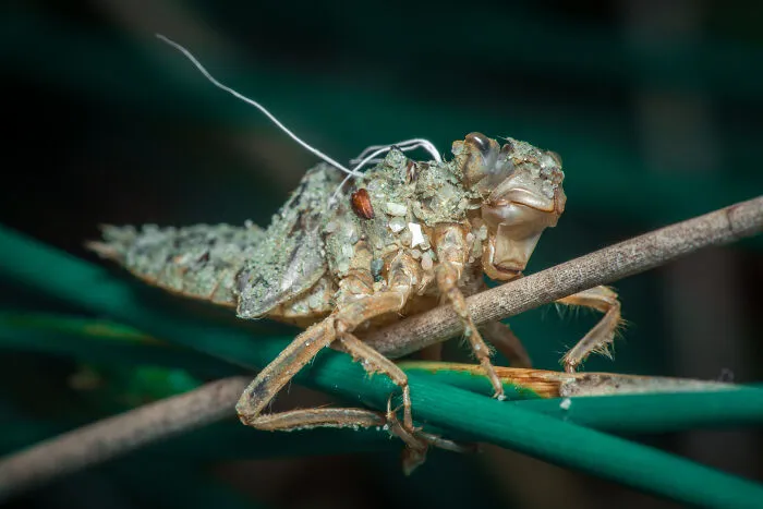Grasshopper