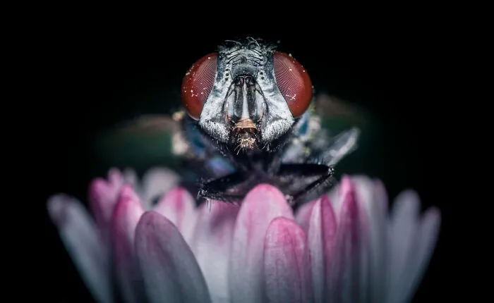 House Fly