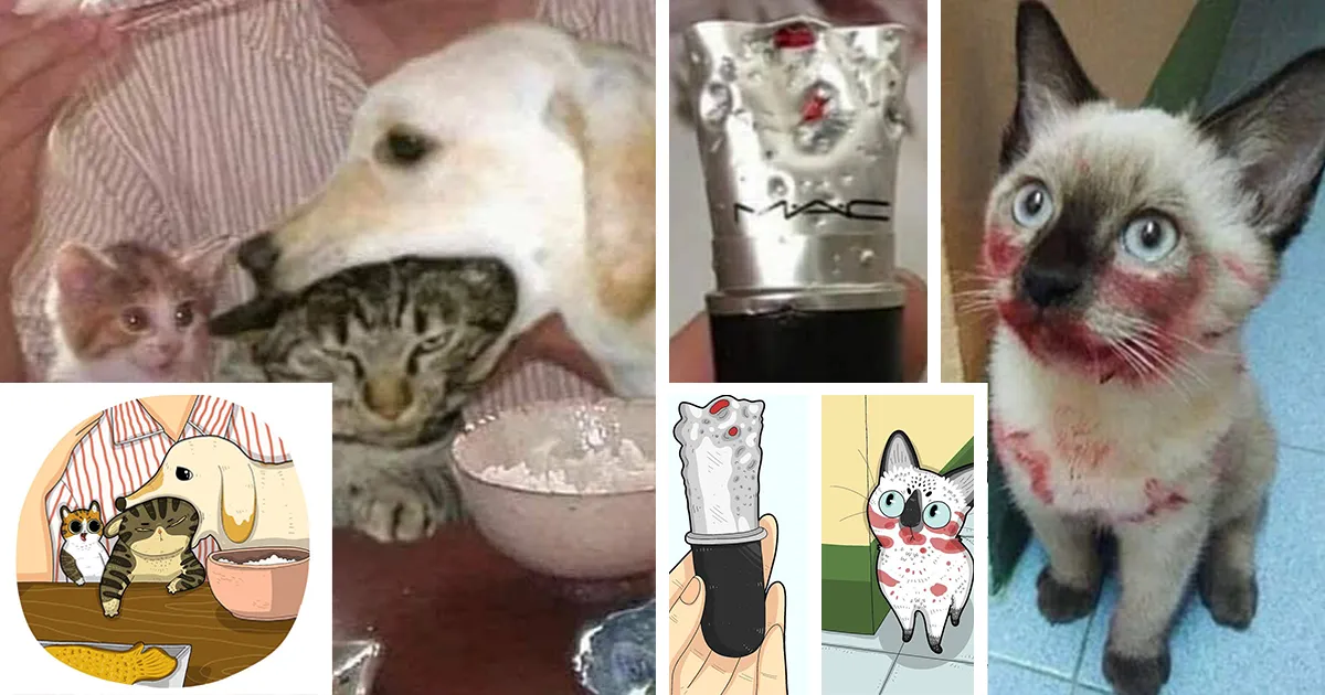 40 de las fotos de gatos más divertidas de Internet son ilustradas por Tactooncat (nuevas fotos)