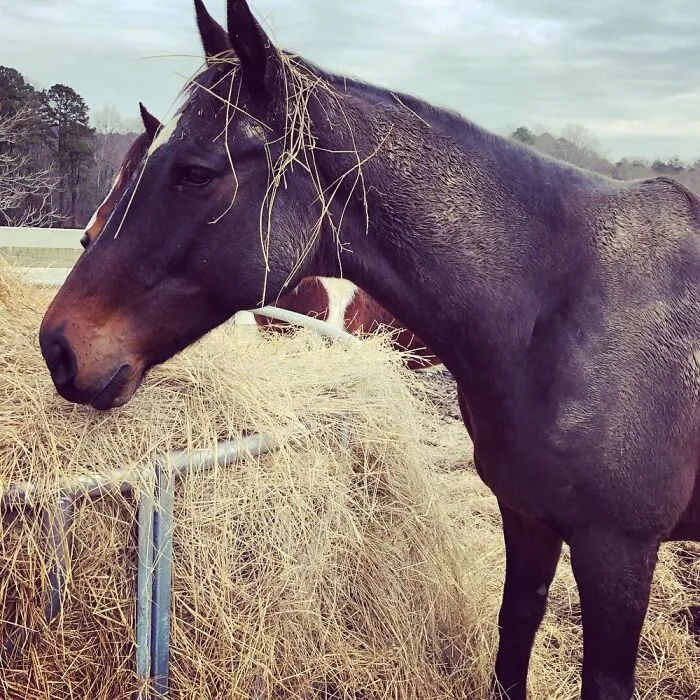 Behold! The Majesty Of The Horse.
