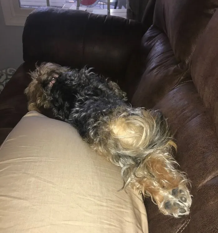 Bella’s Paws!