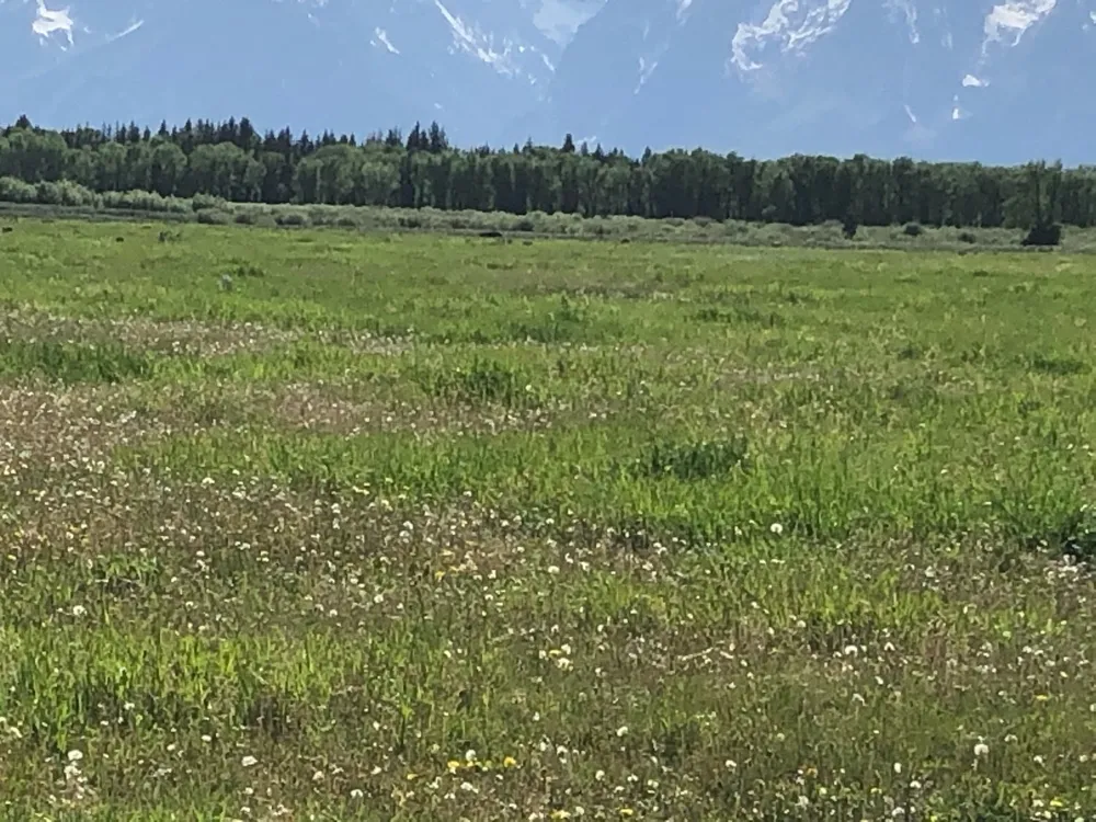 Bison( Sorry They Are Far Away)