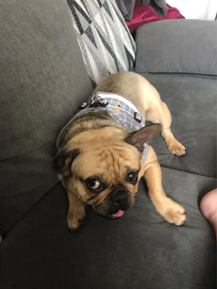 My Daughters Rescue Dog, And He’s Just As Stubborn As She Is.