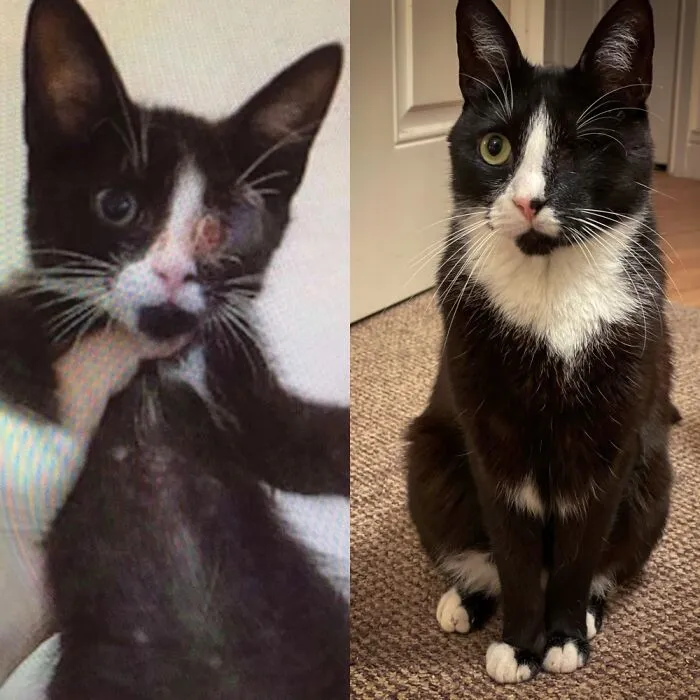My Handsome Boy Lumi. Rescued From Romania At 4 Months. Now 4 Years And Living His Best Life!
