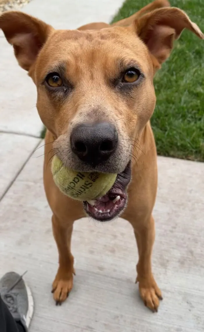 Ziggy From Chicago