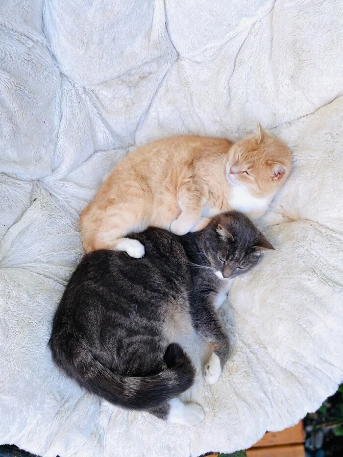 Rescue Floofballs
