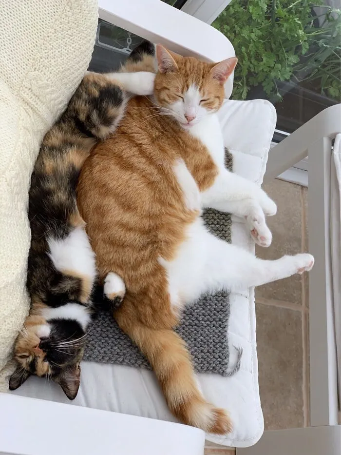 Rory And Priya, Adopted As Kittens A Few Months Apart. Tripawds Living Their Best Lives.