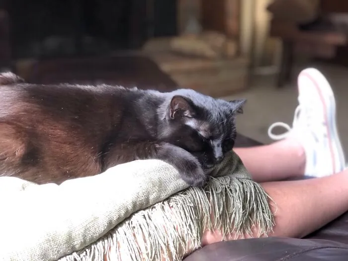 Sweet Chelsea Adopted At 6 Months. Now 14 Year Old Senior Lady.