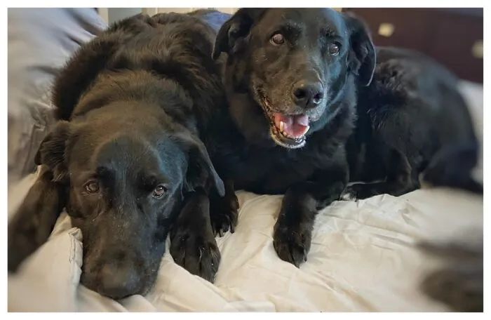 We We Try Adopt Senior Rescues Only (Adopted Arnold (7yo) In 2020, Thunder (9yo) In 2018)