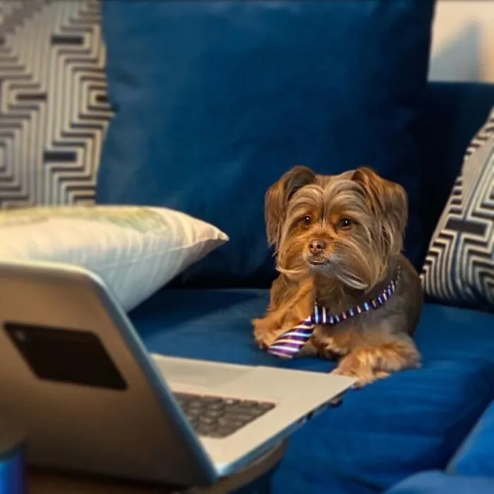 Bradley Pooper Holding A Zoom Meeting With His Agent.