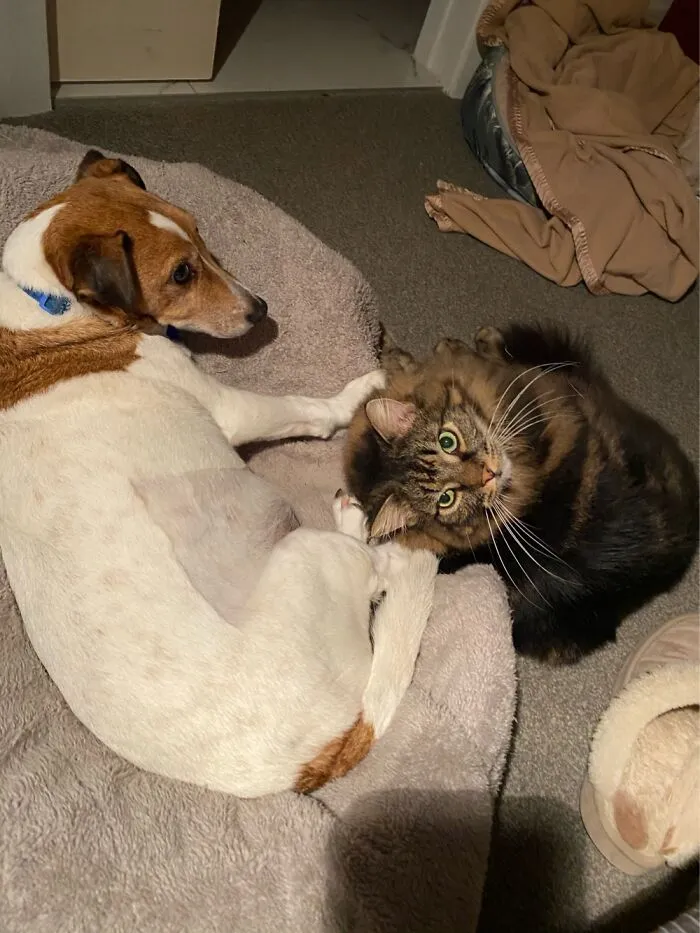 Sprocket And Dougal My Rescues. Best Friends Too