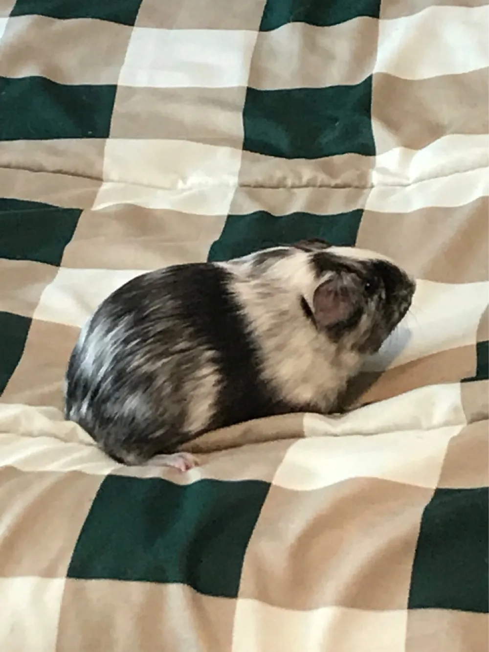 My Pets