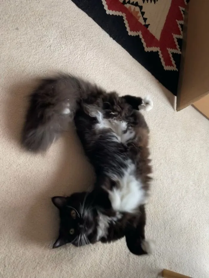 Albus On Catnip!