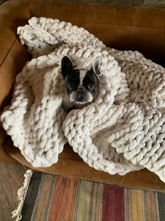 Wanted: Cuddly Buddy. Treats Also Welcome.