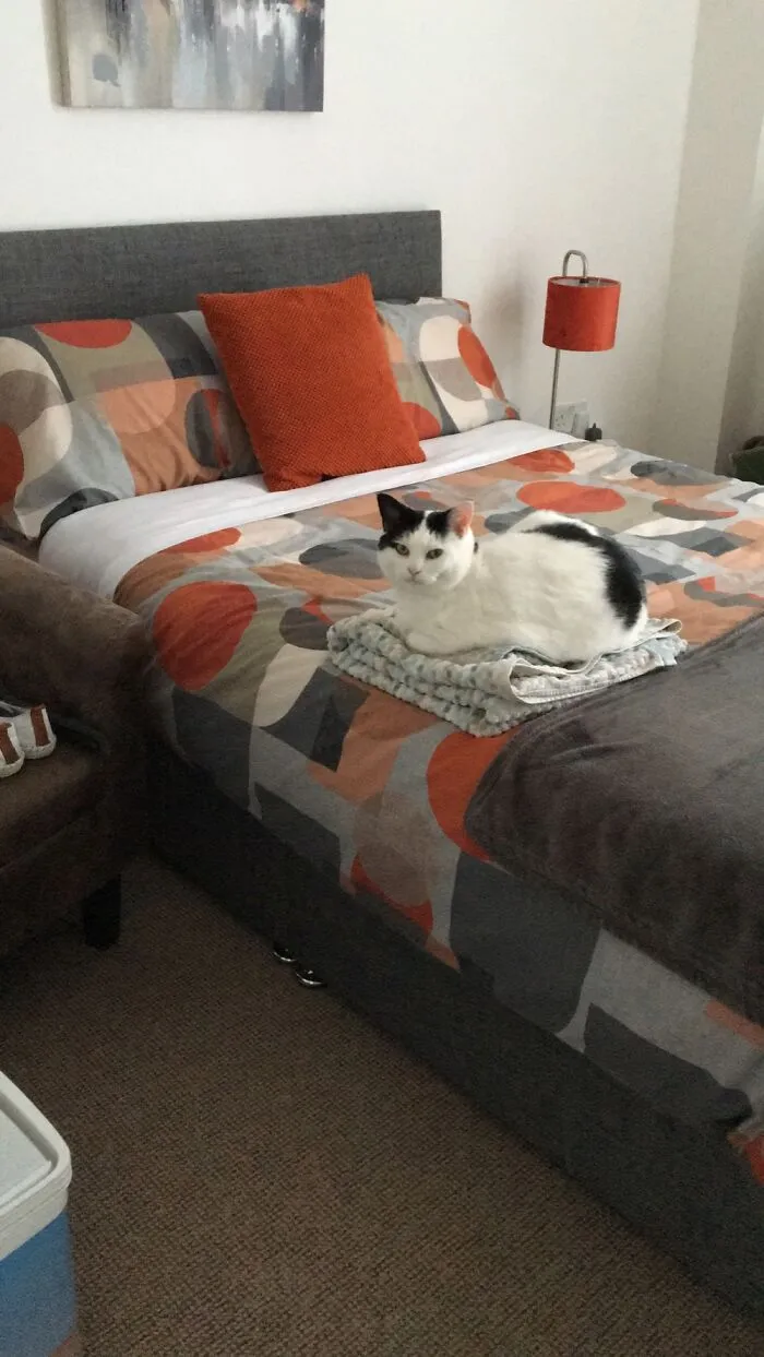 Placed Towel On The Bed For A Minute