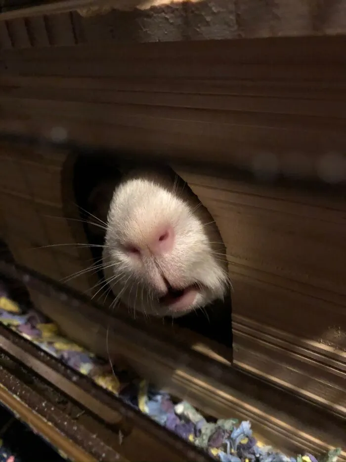 Coby The Guinea Pig In Full Spy Mode